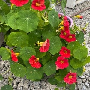 Meet your Posher, Cari